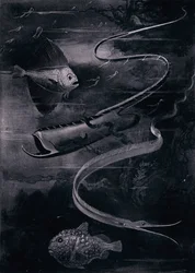Tiefseefische (Lithografie)