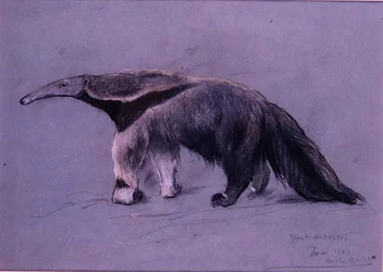 Großer Ameisenbär