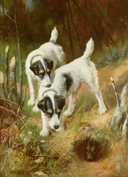 Terrier beim Kaninchenjagen