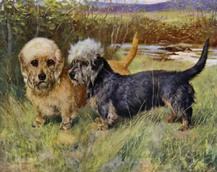 Die Dandie Dinmont Terrier, Ch Blacket House Yet, Mustard und Ch Ancrum Fanny, Pepper