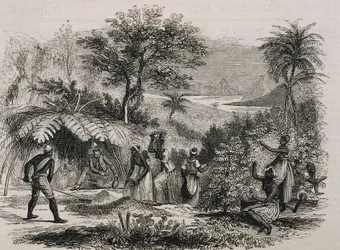 Kaffeeplantage in Brasilien