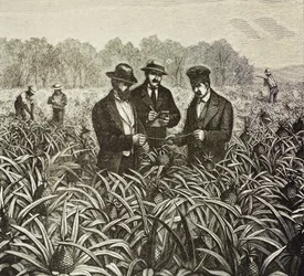 England (19. Jahrhundert). Kolonisation (1880). Ananasanbau auf den Bahamas. Englische Kolonie auf der Insel New Providence. Ananas waren eines der Exportprodukte aus dem Hafen von Nassau, dem wichtigsten. Gravur. Private Sammlung