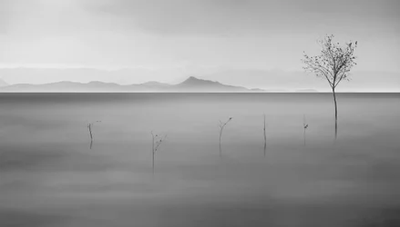 Nebliger See einsamer Baum