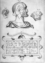 Menschliches Gehör und andere Tierarten - Aus „Musurgia Universalis“ von Athanasius Kircher, Rom 1600