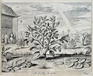 Der Kamelienbaum - in „China“ von Athanase Kircher (oder Athanasius Kircheri)