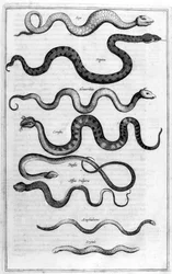 Schlangen, 1675
