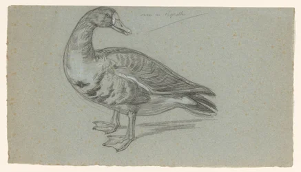 Skizze einer ausgestopften Ente