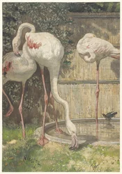 Drei Flamingos in der Nähe eines Beckens