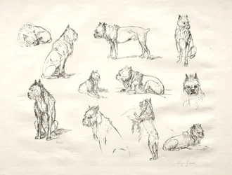 Studie von Hunden