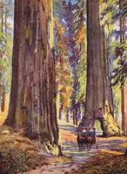 Riesige Bäume von Kalifornien, Vereinigte Staaten