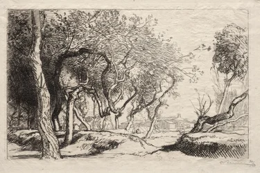 Der verdrehte Baum