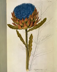Botanik: „Artischocke“ (Cynara scolymus) Tafel aus „Medicinalium secundum Linnaei digestarum“ von Joseph Jacobi Plenck (1735-1807) 1788-1803 Private Sammlung