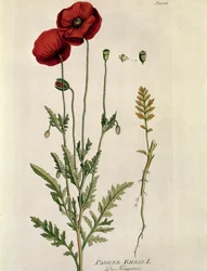 Botanik: „Roter Mohn“ (Papaver rhoeas) Tafel aus „Medicinalium secundum Linnaei Digestarum“ von Joseph Jacobi Plenck (1735-1807) 1788-1803 Private Sammlung