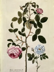 Botanik: Rose mit hundert Blättern (Rosa centifolia) Tafel aus „Medicinalium secundum Linnaei digestarum“ von Joseph Jacobi Plenck (1735-1807) 1788-1803 Private Sammlung