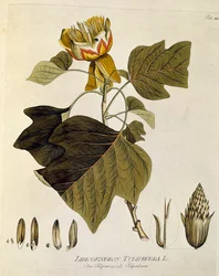 Botanik: „Tulpenbaum von Virginia“ (Liriodendron tulipifera) Tafel aus „Medicinalium secundum Linnaei digestarum“ von Joseph Jacobi Plenck (1735-1807) 1788-1803 Privatsammlung