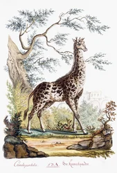 Giraffe, 1794