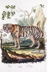 Tiger, 1794