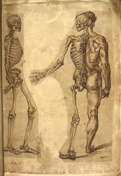 Add. 5259, f.19, menschliches Skelett und Halbfigur, aus „Various anatomical drawings of men and animals, in colours and crayons by M. Joubert, Dr G. Cockburn, M. Le Blond, Baccio Bandinelli, Michelangelo Buonarotti, Augusine Carate, and Mr William Cowper“