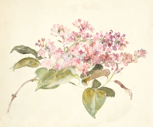 Rosa Blumen