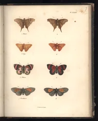 Lepidoptera, Pl. XXXVII, Illustration aus 