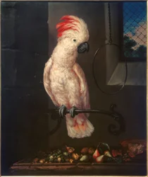 Weißer Papagei