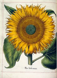 Eine Sonnenblume (flos slois major), aus 