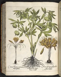 Helleborus niger, Illustration aus 