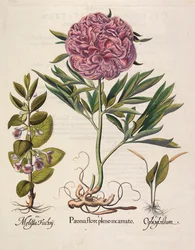 Paeonia flore pleno, 1613