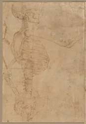 Halblanges Skelett im Profil, frühe 1540er Jahre