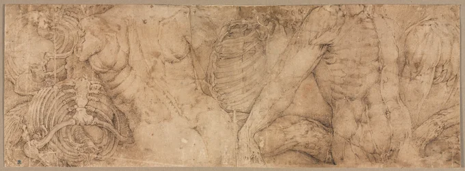 Torsos mit Rippenkäfigen, frühe 1540er Jahre