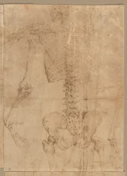 Oberer Teil des Skeletts von hinten, frühe 1540er Jahre