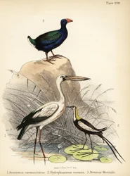 Asiatischer Offenstorch, Fasanenschwanz-Jacana und Takahe. 1855 (Lithografie)