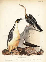 Scherenschnabel, Orient-Schlangenhalsvogel und Kaiserpinguin. 1855