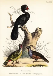 Blutfasan, Wattelhokko und Bergwachtel. 1855 (Lithografie)