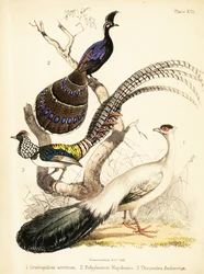 Blauer Ohrfasan, Palawan-Pfaufasan und Lady-Amherst-Fasan 1855