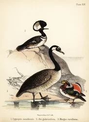 Kanadagans, Mandarinente und Haubentaucher. 1855 (Lithographie)
