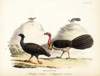 Gweela und Orangefuß-Schrubbhuhn. 1855