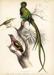 Jamaika-Todi, Prachtquetzal und Bindenbreitrachen. 1855