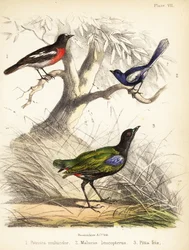 Pazifik-Rotkehlchen, Weißflügel-Fee und Regenbogenpitta