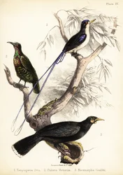 Paradiesvogel, Victorias Gewehrvogel und ausgestorbener Huia. 1855 (Lithografie)