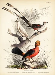 Schwanzmeise, Weißbauch-Glockenvogel und Anden-Felsenhahn