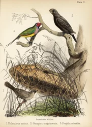 Geselliger Weber, großer Bodenfink und Gouldian-Fink. 1855 (Lithographie)