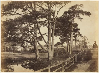 Schottische Tannen, Hawkhurst