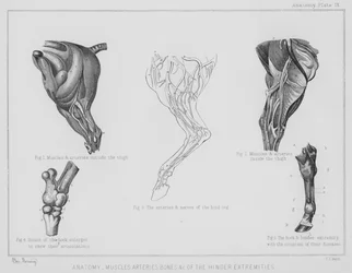 Anatomie, Muskeln, Arterien, Knochen usw. der hinteren Extremitäten (Litho)