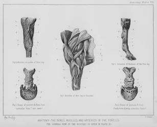 Anatomie, die Knochen, Muskeln und Arterien des Vorderbeins (Litho)