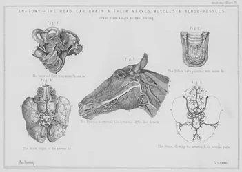 Anatomie, der Kopf, das Ohr, das Gehirn und ihre Nerven, Muskeln und Blutgefäße