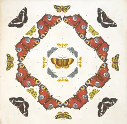 Detail von Tafel 1, aus A Rare Depiction of Butterflies and Moths, veröffentlicht 1764
