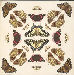 Detail von Tafel II, aus A Rare Depiction of Butterflies and Moths, veröffentlicht 1764