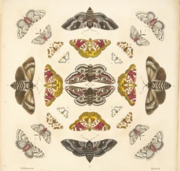 Detail von Tafel IV, aus A Rare Depiction of Butterflies and Moths, veröffentlicht 1764