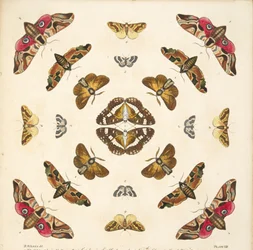 Detail von Tafel VIII, aus A Rare Depiction of Butterflies and Moths, veröffentlicht 1764